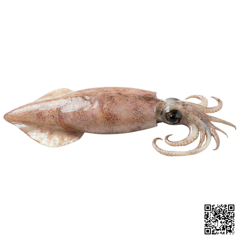 Mực Trứng Thả Lẩu